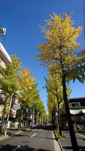 自分を語れ_イメージ図_銀杏の紅葉